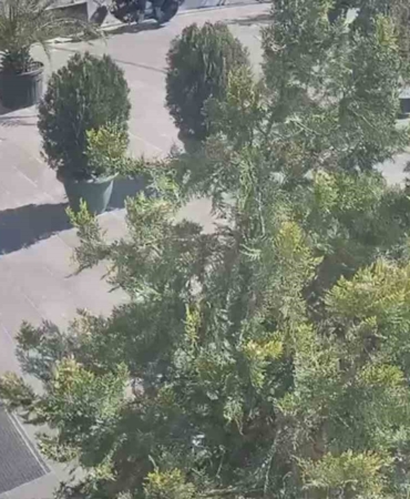 Maltepe’de "kargoyla" uyuşturucu teslimatına baskın: 5 bin 400 gram marihuana ele geçirildi