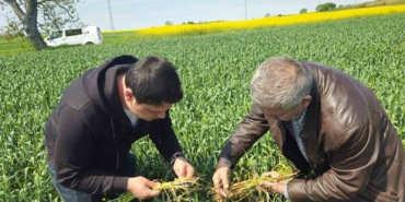 Edirne’de buğday ekili alanlarda hastalık uyarısı