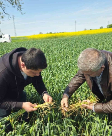 Edirne’de buğday ekili alanlarda hastalık uyarısı