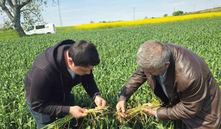 Edirne’de buğday ekili alanlarda hastalık uyarısı