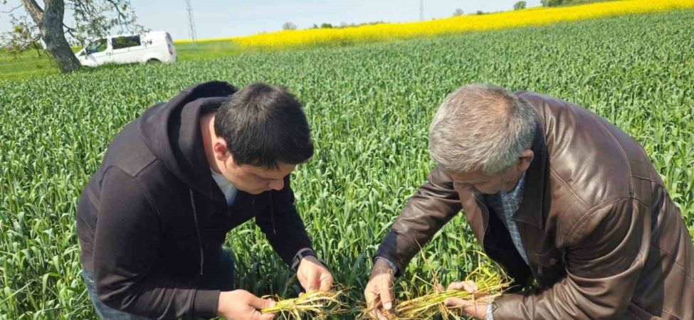 Edirne’de buğday ekili alanlarda hastalık uyarısı
