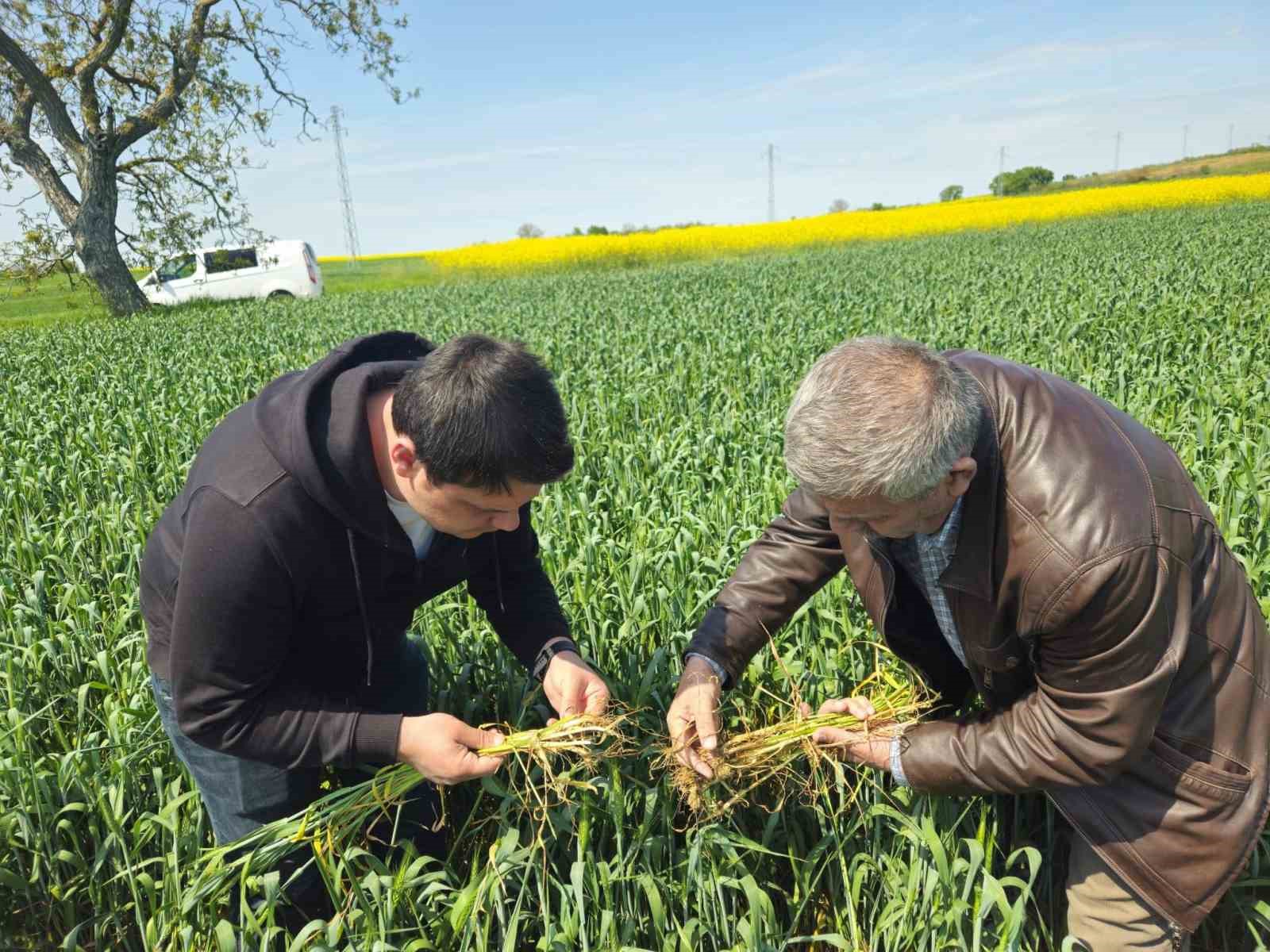 Edirne’de buğday ekili alanlarda hastalık uyarısı