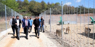 Kocaeli’de 650 köpek kapasiteli yeni barınak hizmete alındı