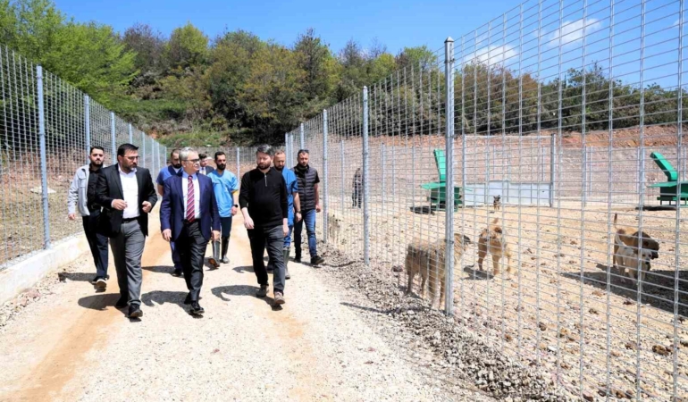 Kocaeli’de 650 köpek kapasiteli yeni barınak hizmete alındı