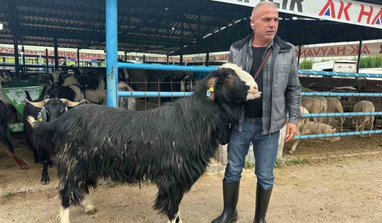 Bursa’daki kurban pazarının şampiyon keçisi 47 bin liradan satıldı