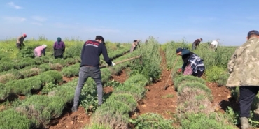 Edirne’de verimsiz araziler lavanta tarlasına dönüştü