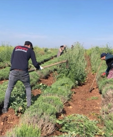 Edirne’de verimsiz araziler lavanta tarlasına dönüştü