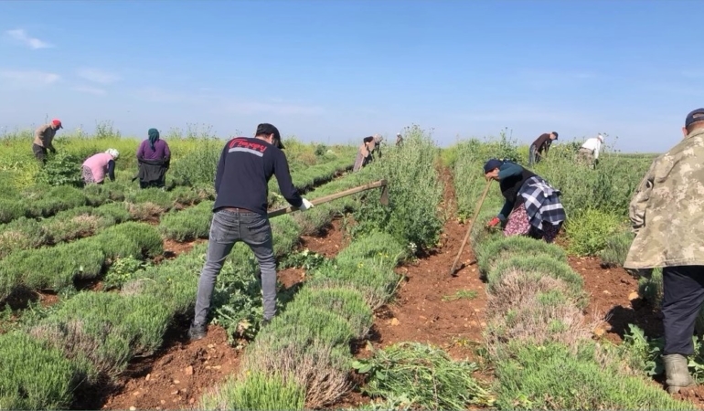 Edirne’de verimsiz araziler lavanta tarlasına dönüştü