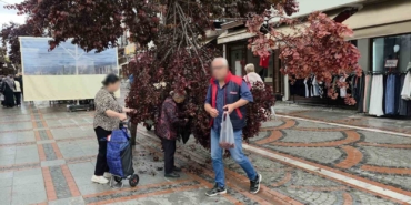 Şiddetli rüzgarda yağmur yağdı, ağaç kırıldı: Vatandaşlar erik peşine düştü