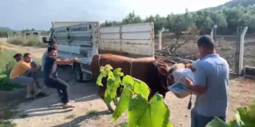6 kişinin zapt edemediği boğa bir tekmeyle böyle yere serdi