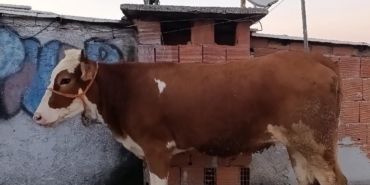 Kesmek için büyükbaş hayvanı 6’ıncı kata çıkardı