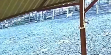 Ağıla giren kurt 8 küçükbaş hayvanı telef etti