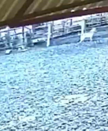 Ağıla giren kurt 8 küçükbaş hayvanı telef etti