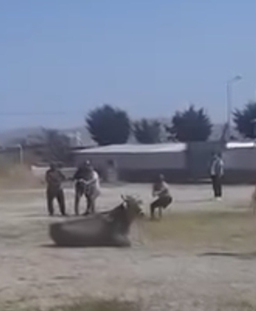 Hayvan pazarından kaçan inek ortalığı karıştırdı