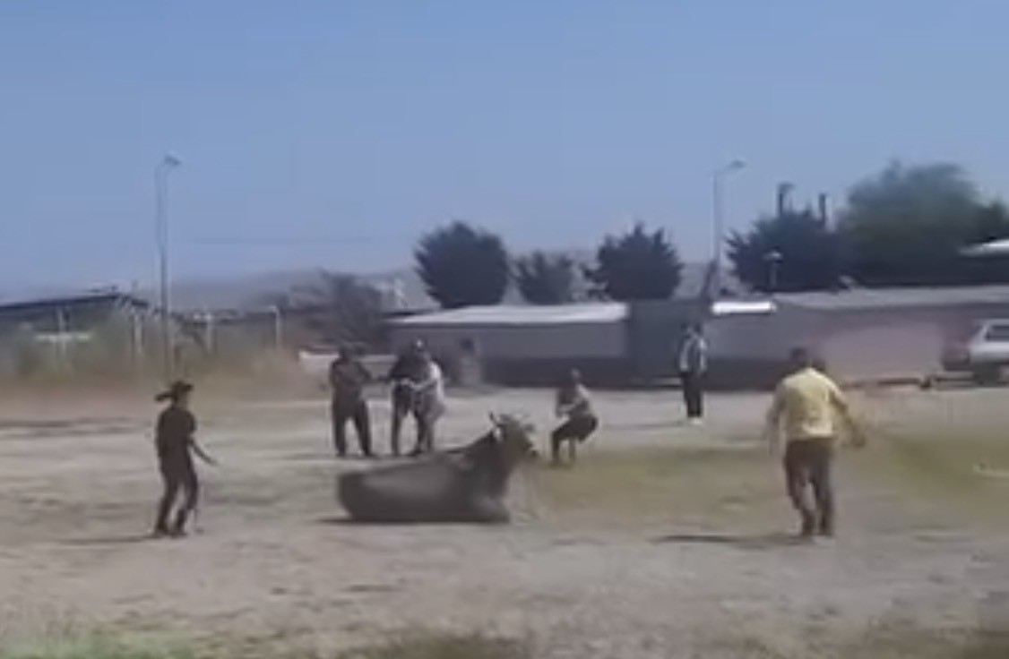 Hayvan pazarından kaçan inek ortalığı karıştırdı