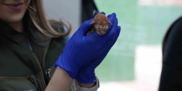 Süt anne kedi, 3 kediyi de sahiplendi