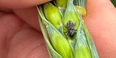 Arpa sarı cücelik virüsü ve hububat hortumlu böceğiyle mücadele çalışmaları
