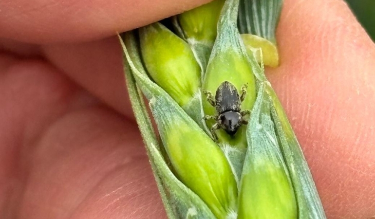 Arpa sarı cücelik virüsü ve hububat hortumlu böceğiyle mücadele çalışmaları