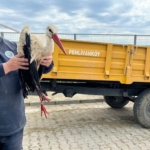 Kırklareli’de yaralı leyleğe şefkat eli