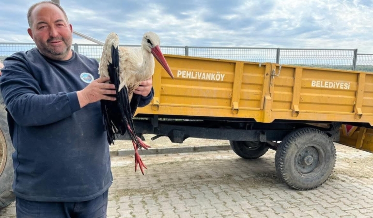 Kırklareli’de yaralı leyleğe şefkat eli