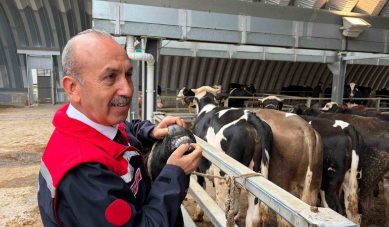Müdür Düzgün: “256 kesim yeri için onay verildi”
