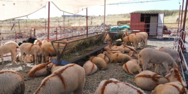 Ayvalık’ta kurban pazarı hizmete açıldı