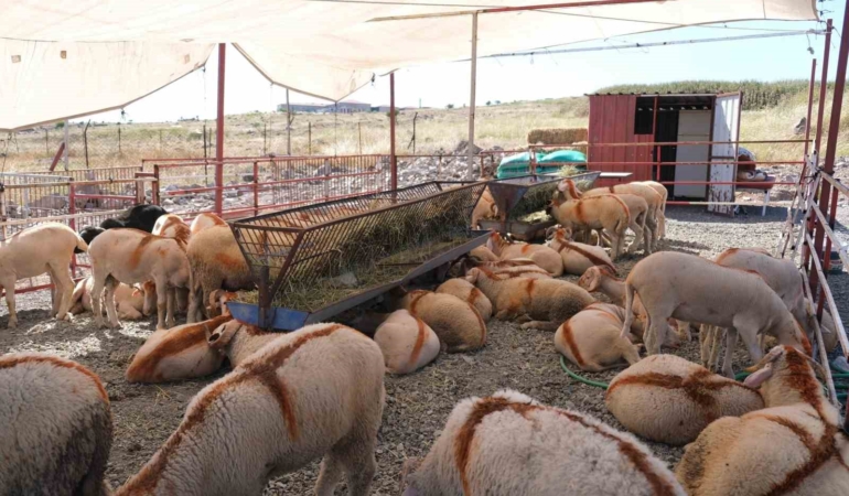 Ayvalık’ta kurban pazarı hizmete açıldı