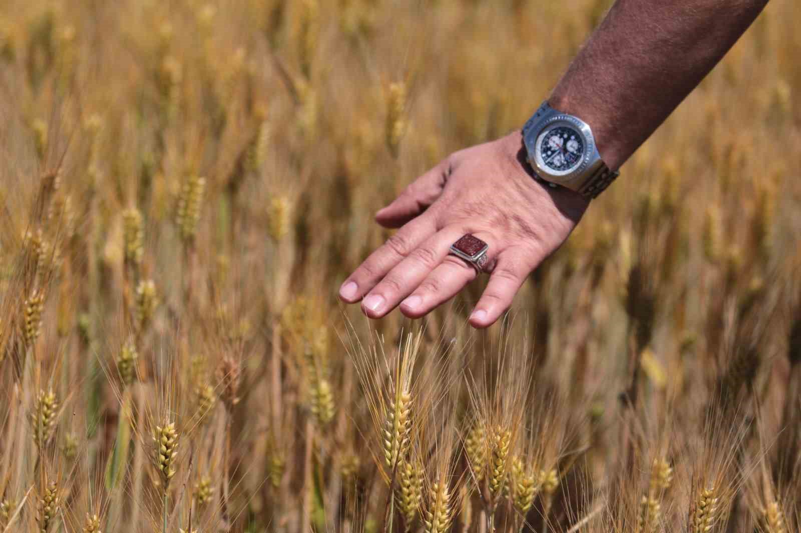 "Kuraklık" değişkeni devre dışı kaldı; buğdayda rekor geliyor
