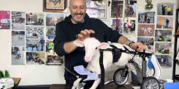 Demir ustası felçli canlara ’umut’ oluyor: 9 yılda bin hayvanı ayağa kaldırdı