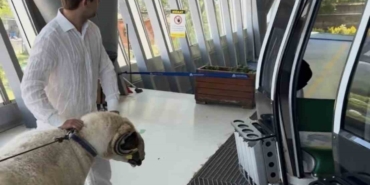 Bayramda keseceği koçla teleferik keyfi yaptı