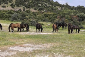 Ayvacık’ta çiftçiler başıboş yılkı atlarından dertli