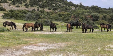 Ayvacık’ta çiftçiler başıboş yılkı atlarından dertli