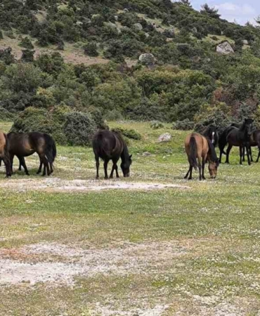 Ayvacık’ta çiftçiler başıboş yılkı atlarından dertli
