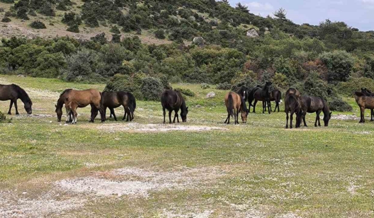 Ayvacık’ta çiftçiler başıboş yılkı atlarından dertli