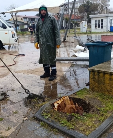 Sakarya’da 25 metrelik kavak ağacı şiddetli rüzgara dayanamadı