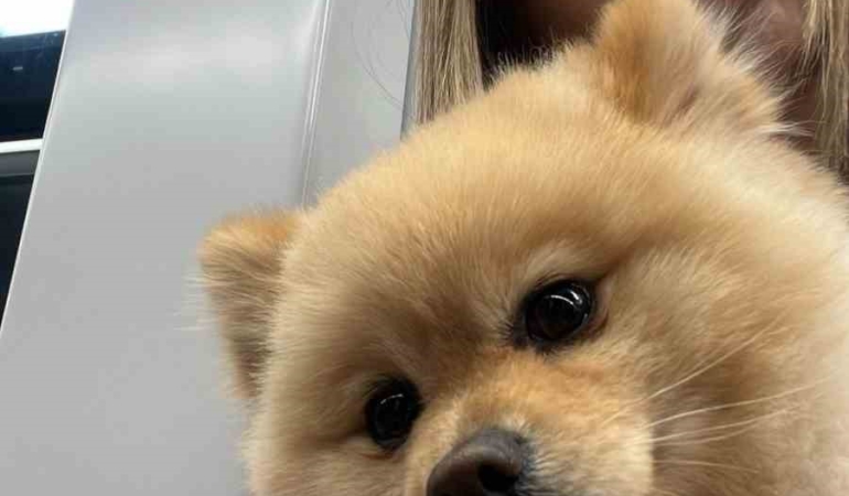 Gaziosmanpaşa’da "petshopta yıkanan köpeğin ihmalden öldüğü" iddiası