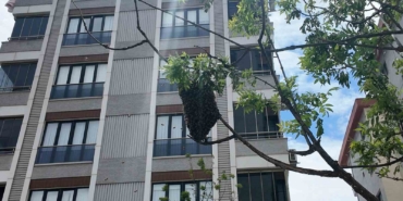 Ataşehirde bahar bereketiyle geldi, o anlar ilgi odağı oldu: Yüzlerce arı şehir içinde yuva yaptı