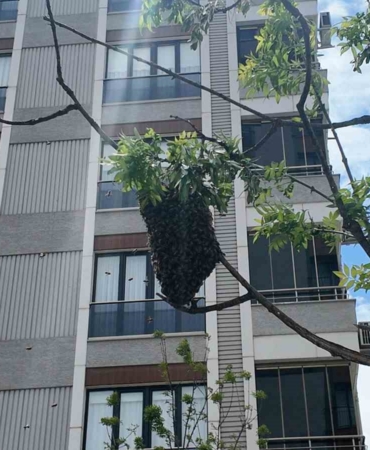 Ataşehirde bahar bereketiyle geldi, o anlar ilgi odağı oldu: Yüzlerce arı şehir içinde yuva yaptı