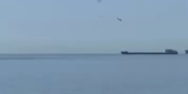 Tekirdağ’da yunuslar kıyıya yakın görüntülendi
