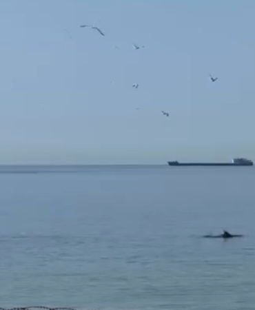 Tekirdağ’da yunuslar kıyıya yakın görüntülendi