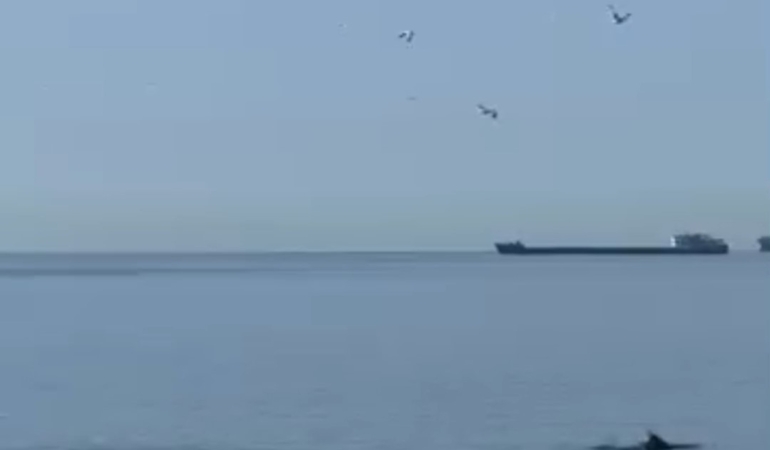 Tekirdağ’da yunuslar kıyıya yakın görüntülendi