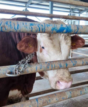Kurban kesim başvuruları 11 Mayıs’ta başlıyor