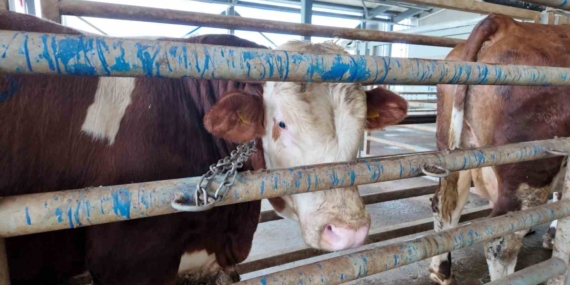 Kurban kesim başvuruları 11 Mayıs’ta başlıyor