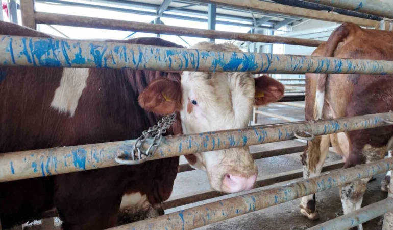 Kurban kesim başvuruları 11 Mayıs’ta başlıyor