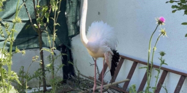 Arnavutköy’de ormanlık alanda kanadı kırık flamingo bulundu