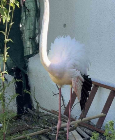 Arnavutköy’de ormanlık alanda kanadı kırık flamingo bulundu