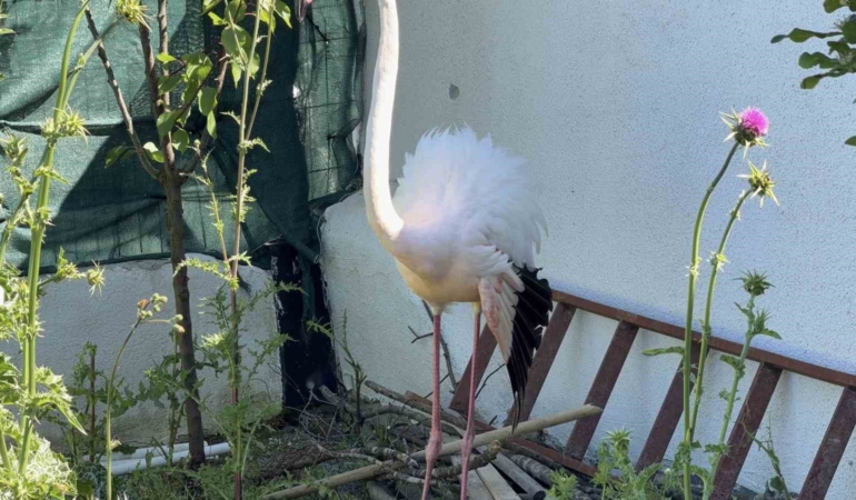Arnavutköy’de ormanlık alanda kanadı kırık flamingo bulundu