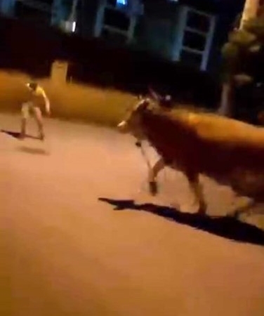 Bursa’da dana paniği